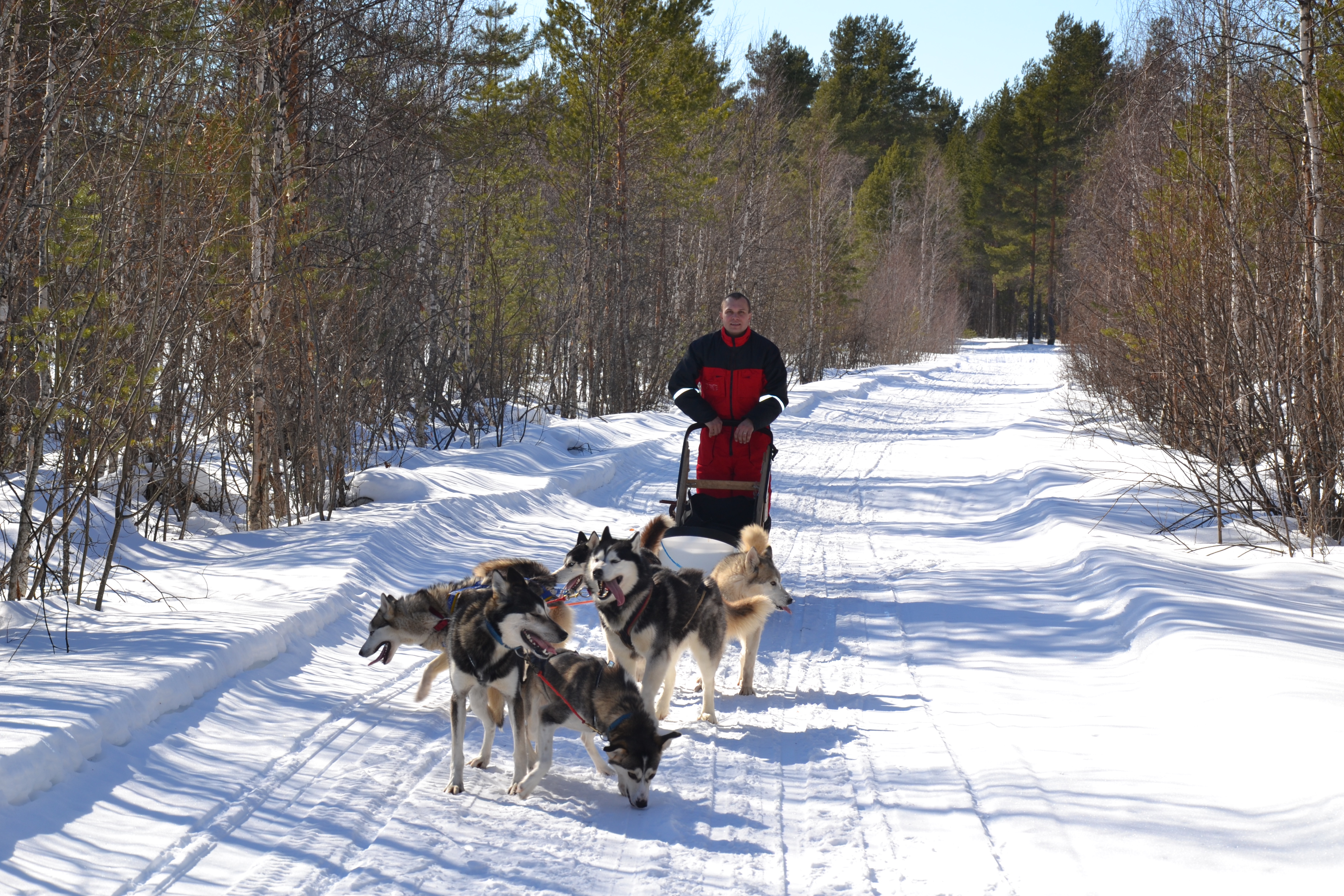 Dog sledding in Russia Baltic Blues