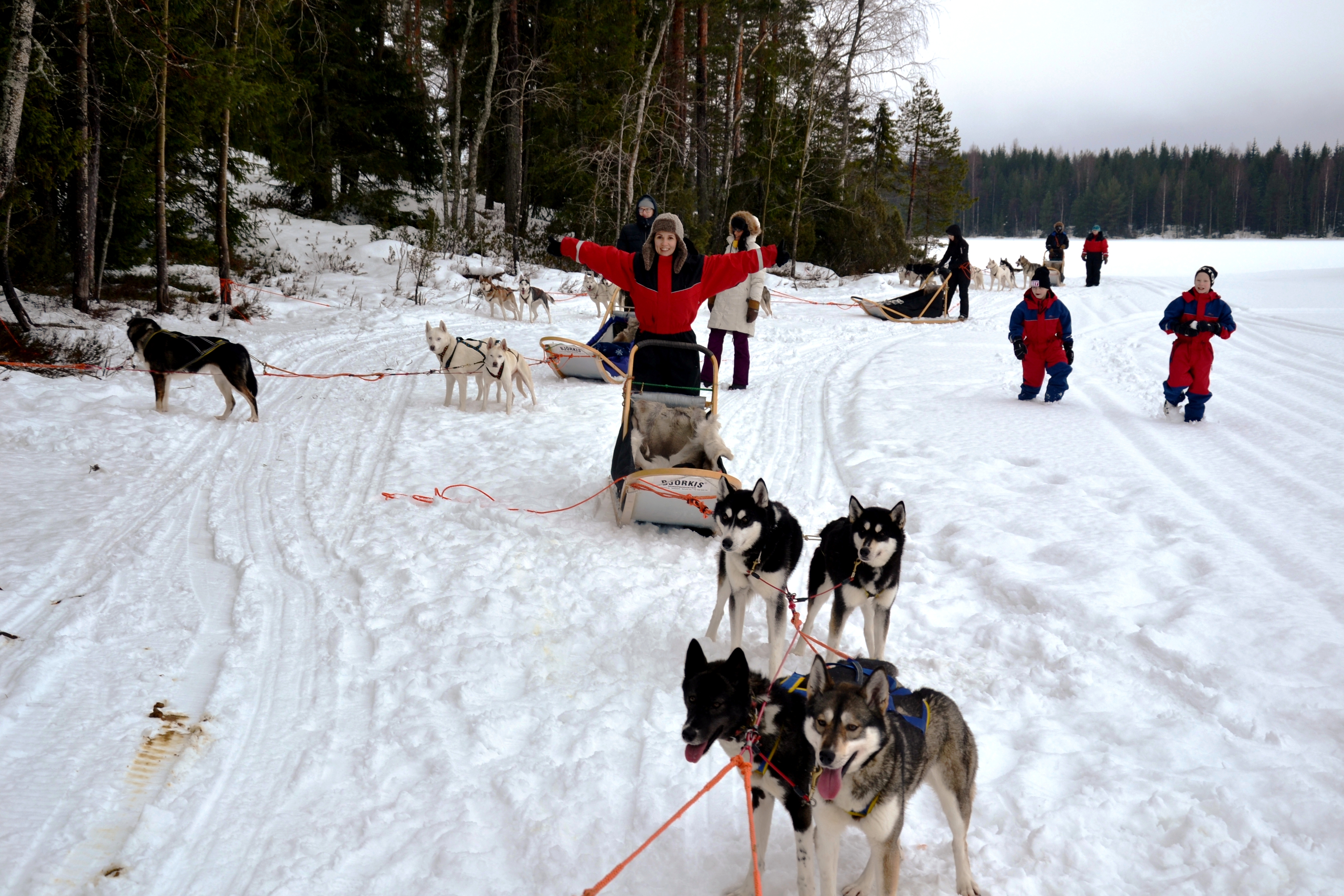 Dog sledding in Finland Baltic Blues